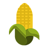 Corn